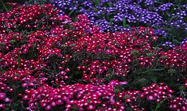 马鞭草,鲜花,红色