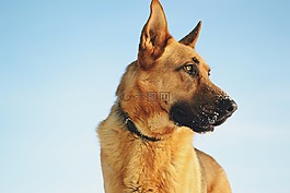 動物,狗,德國