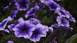 紫色,鲜花,草