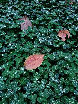 autumn,leaf,cool