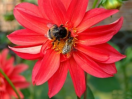 花,昆蟲,性質(zhì)