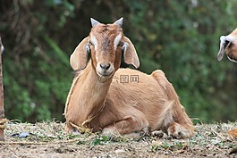 山羊,動(dòng)物,性質(zhì)