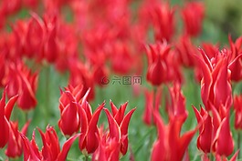 郁金香,鮮花,春