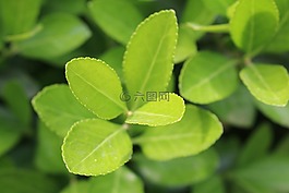 綠色,葉,葉子