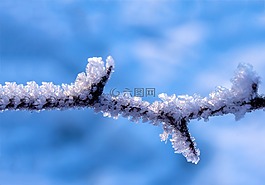 荊棘,eiskristalle,弗羅斯特