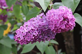 花,自然,植物