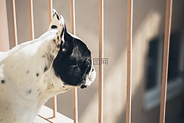 動(dòng)物,城市,結(jié)構(gòu)