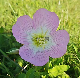 月見草,墨西哥月見草,pinkladies