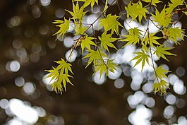 綠色,樹葉,杭州