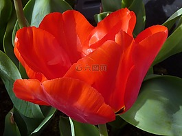 郁金香,花,紅色