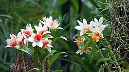 兰花,植物园,新加坡