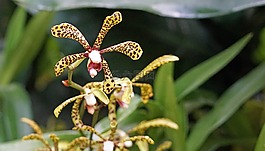 兰花,植物园,新加坡