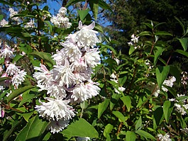 鲜花,darcia,布什