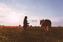 動物,自然,人