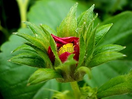 花,性質(zhì),erdbeerfplanze