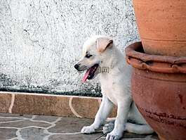 動物,狗,小狗