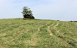 山,草地,字段