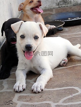 動(dòng)物,狗,小狗