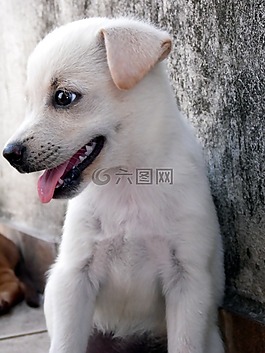動(dòng)物,狗,小狗