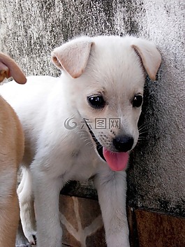 動物,狗,小狗