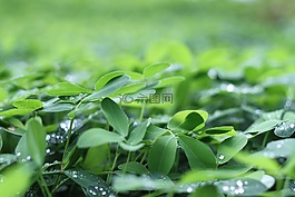 露水,滴,新鮮