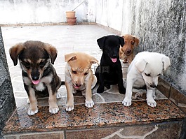 動物,狗,小狗