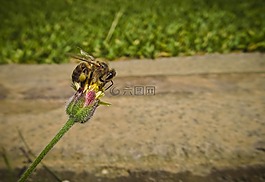 蜜蜂,芽,花