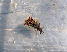 蜻蜓,幼虫,水
