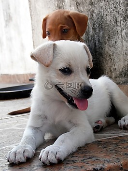 動物,狗,小狗