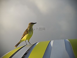 動(dòng)物,鳥,多云