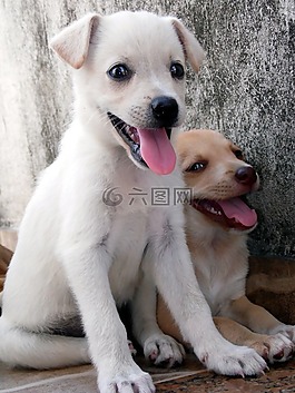 動(dòng)物,狗,小狗