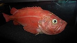 大西洋發射,紅魚,格拉