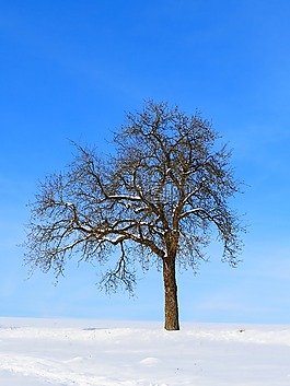 樹,冬天,雪