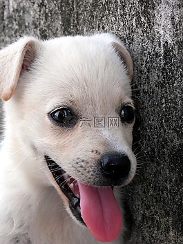 動物,狗,小狗