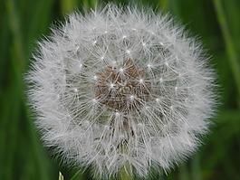 蒲公英,白,略
