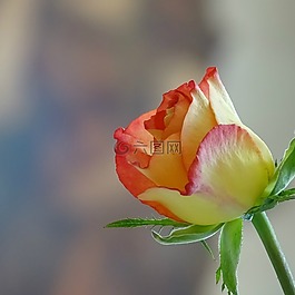 玫瑰,花,紅色