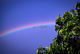 彩虹,树,叶