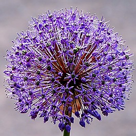 花,廠,藍(lán)色