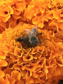 蜜蜂,鮮花,橙色