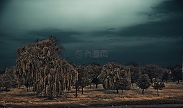 雷暴,海灘,柳樹