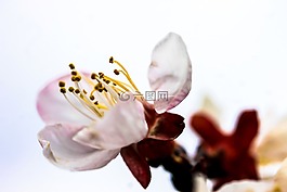 花卉,血梅花,植物