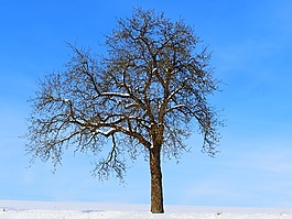 樹,冬天,雪