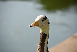 動物,水禽,鵝