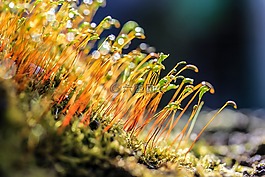 moss,開花苔,宏