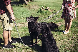 動物,人,品種