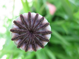 罌粟,夏季,花