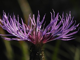 紫色的小花,關(guān)閉,紫