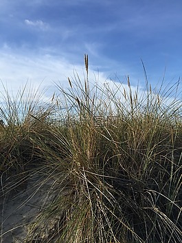敘爾特島,沙丘草,沙丘