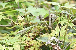 昆蟲(chóng),螳螂,大自然