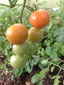 番茄,蔬菜,現(xiàn)金